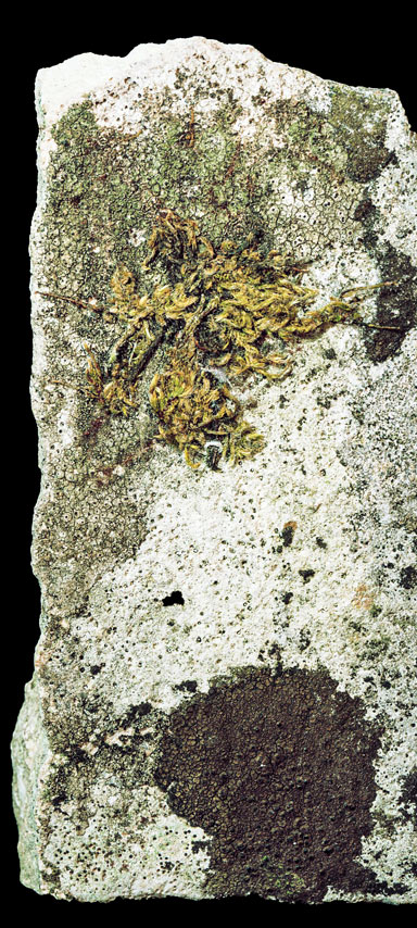 gerichtsfeste-Schadensdokumentation-rfotografie_Header_mobil_Reno_Walter